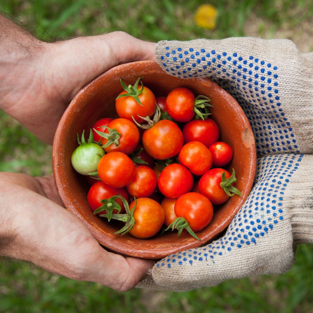Tomaten in Rostock